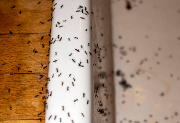 Best Bed Bug Extermination  in Montrose, VA